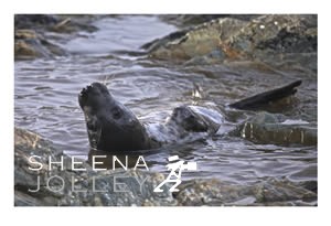 Galapagos Sea lion  black and white  photograph  wave  stones  IUCN Redlist Endangered. Wall of Water.jpg Wall of Water.jpg Wall of Water.jpg Wall of Water.jpg